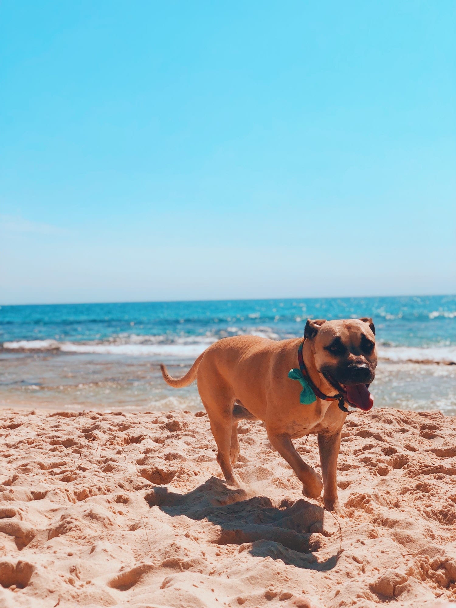 Dog beach