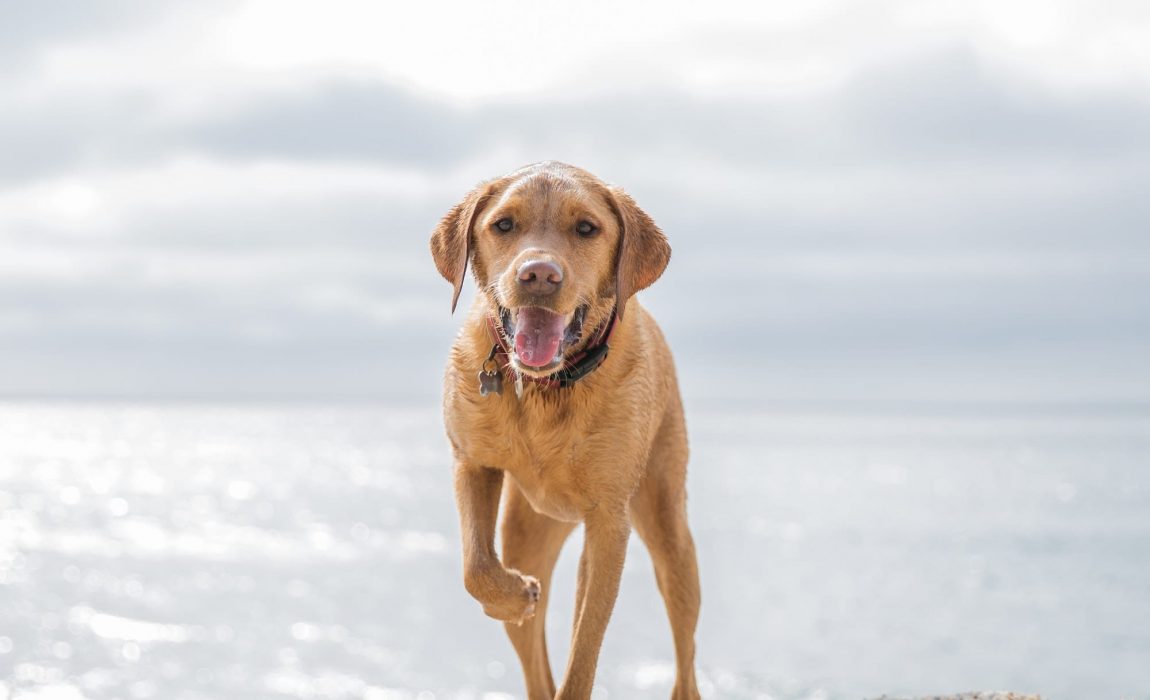 A happy and healthy Labrador retriever dog standing on a sunny beach with its tongue lolling out